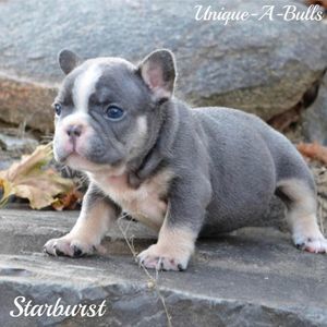 Meet your Posher, Alfonzo